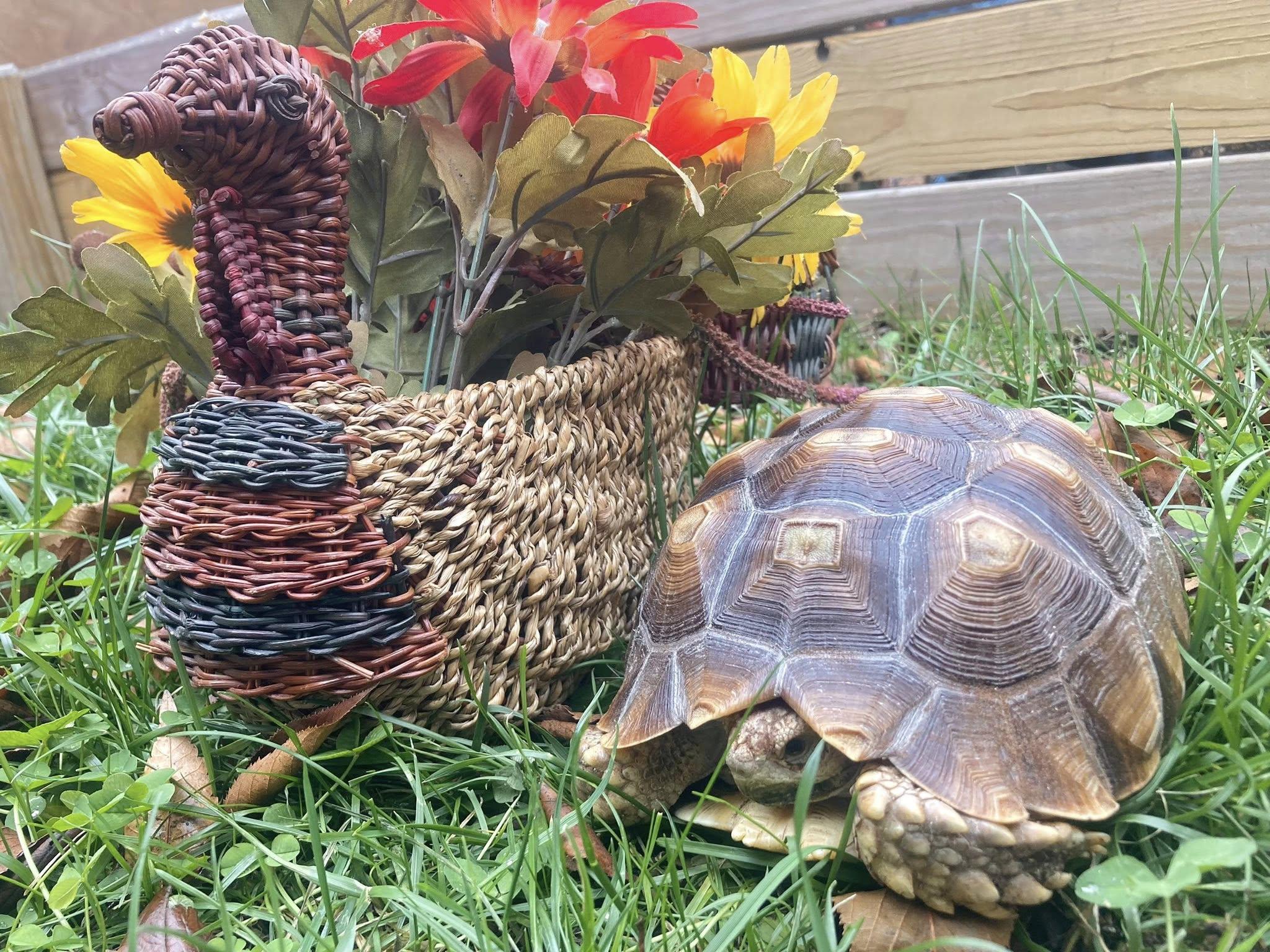 Enlarge Squirt, an adoptable Sulcata in Palmerton, PA image 3/3