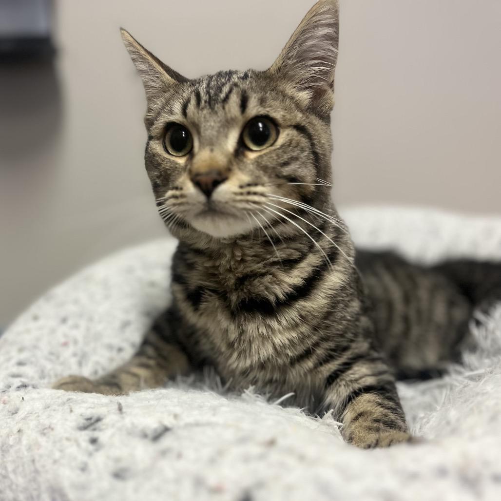 Baxter, Adoptable, Adult Male Domestic Short Hair.