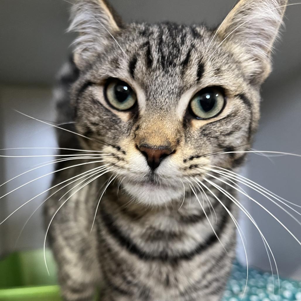 Baxter, a Adoptable Domestic Short Hair in North Battleford, SK image 2/3