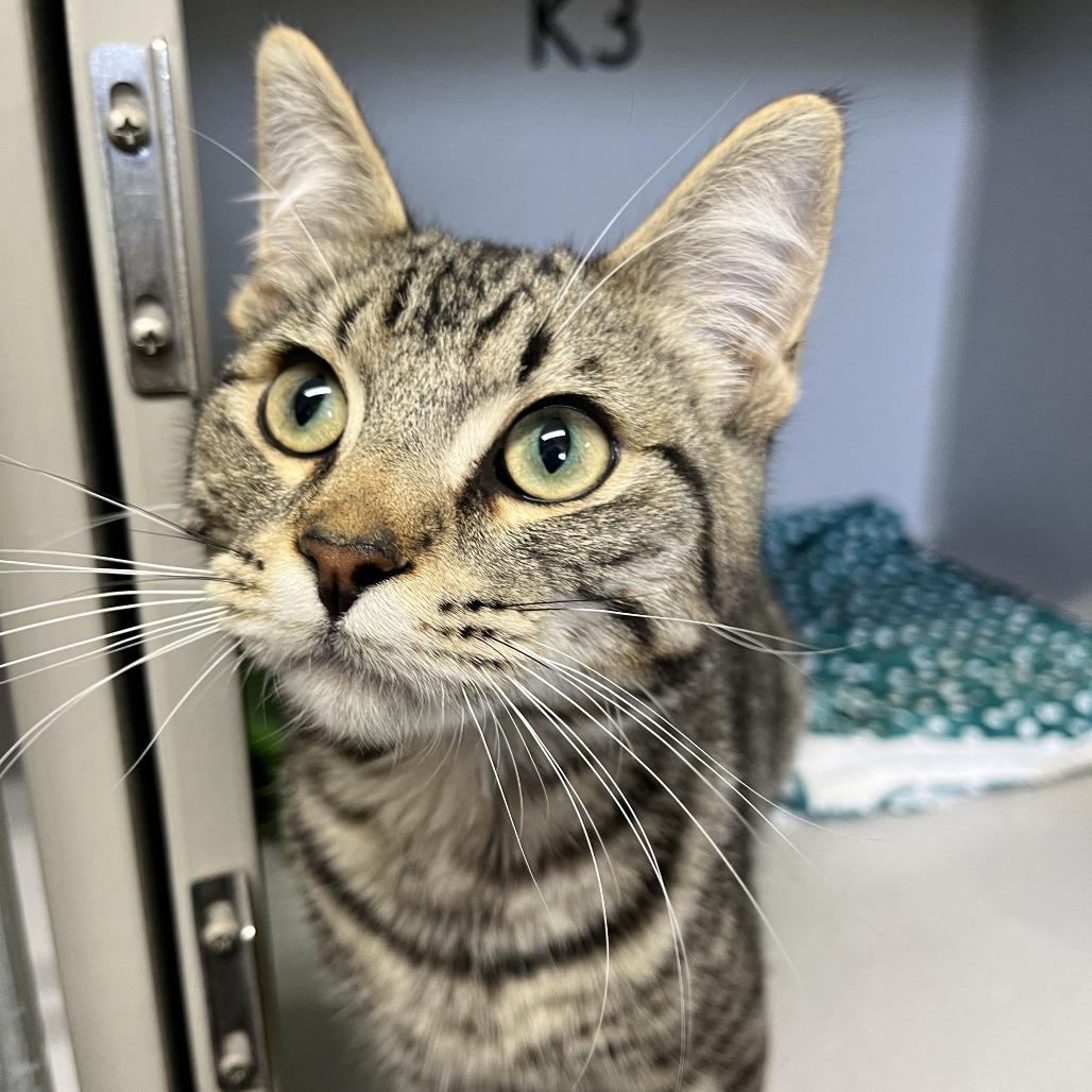 Baxter, a Adoptable Domestic Short Hair in North Battleford, SK image 3/3