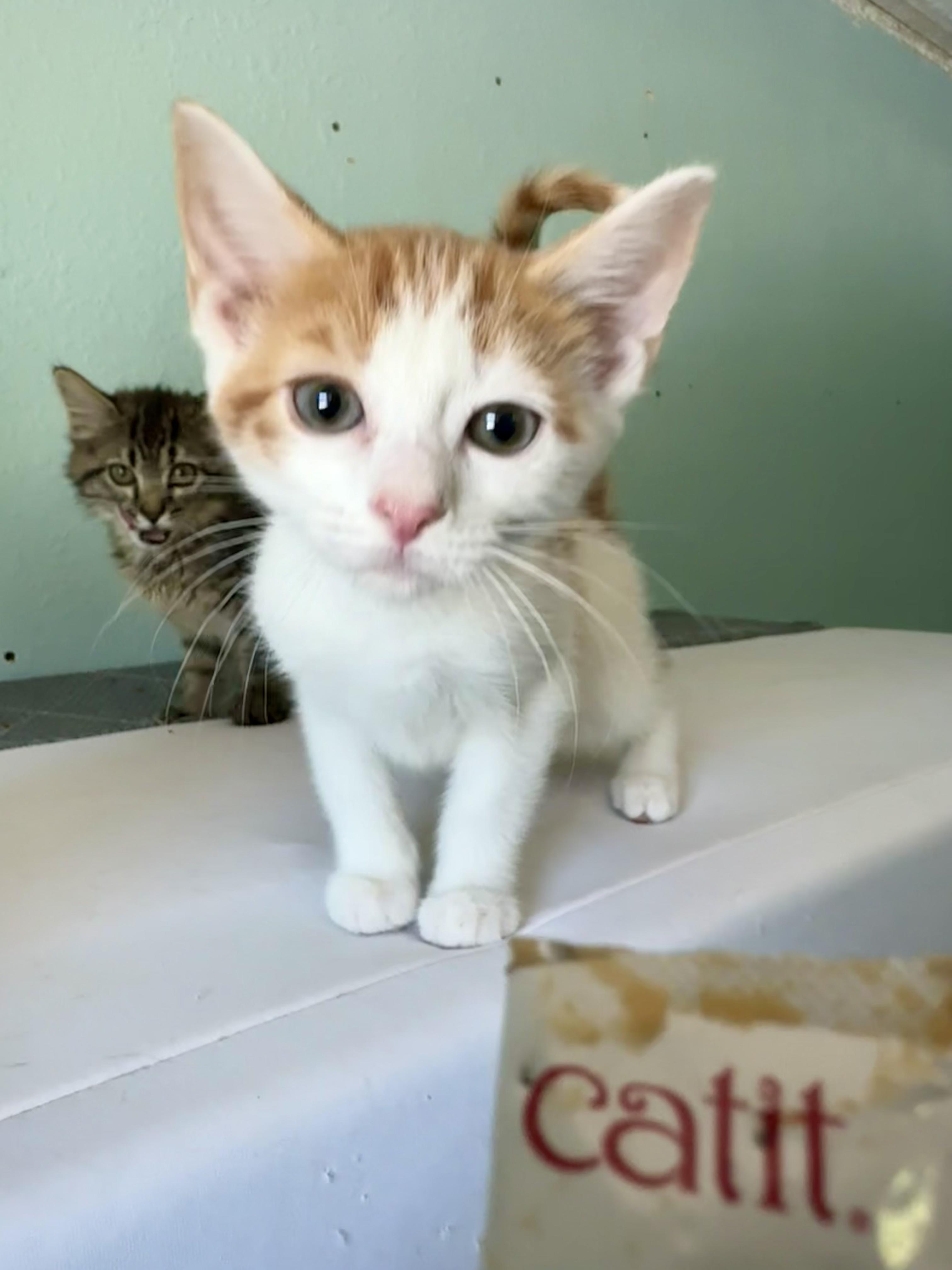 FRITO & PRINGLE