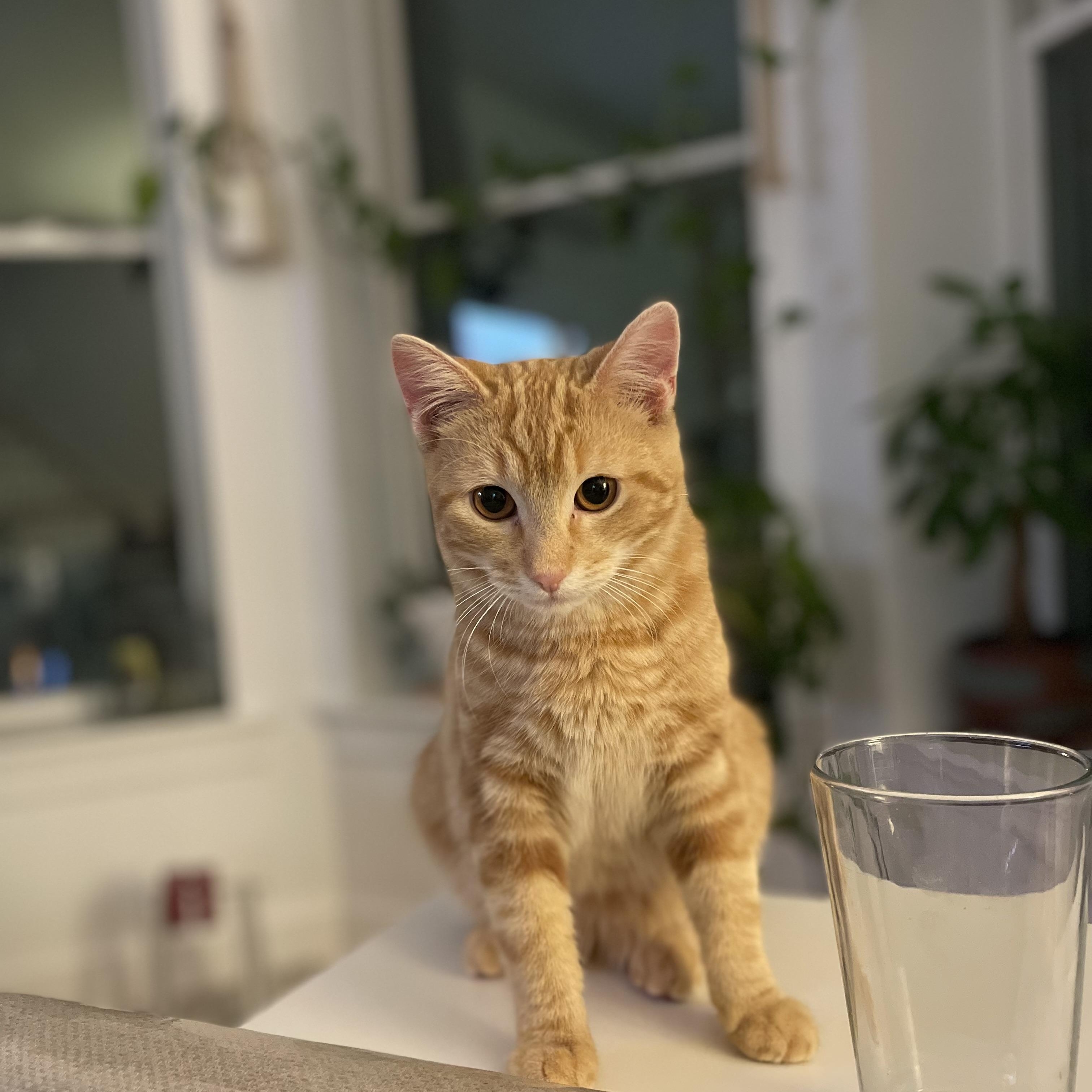 Enlarge Conman & Banksy, a Adoptable American Shorthair in Brooklyn, NY image 2/5