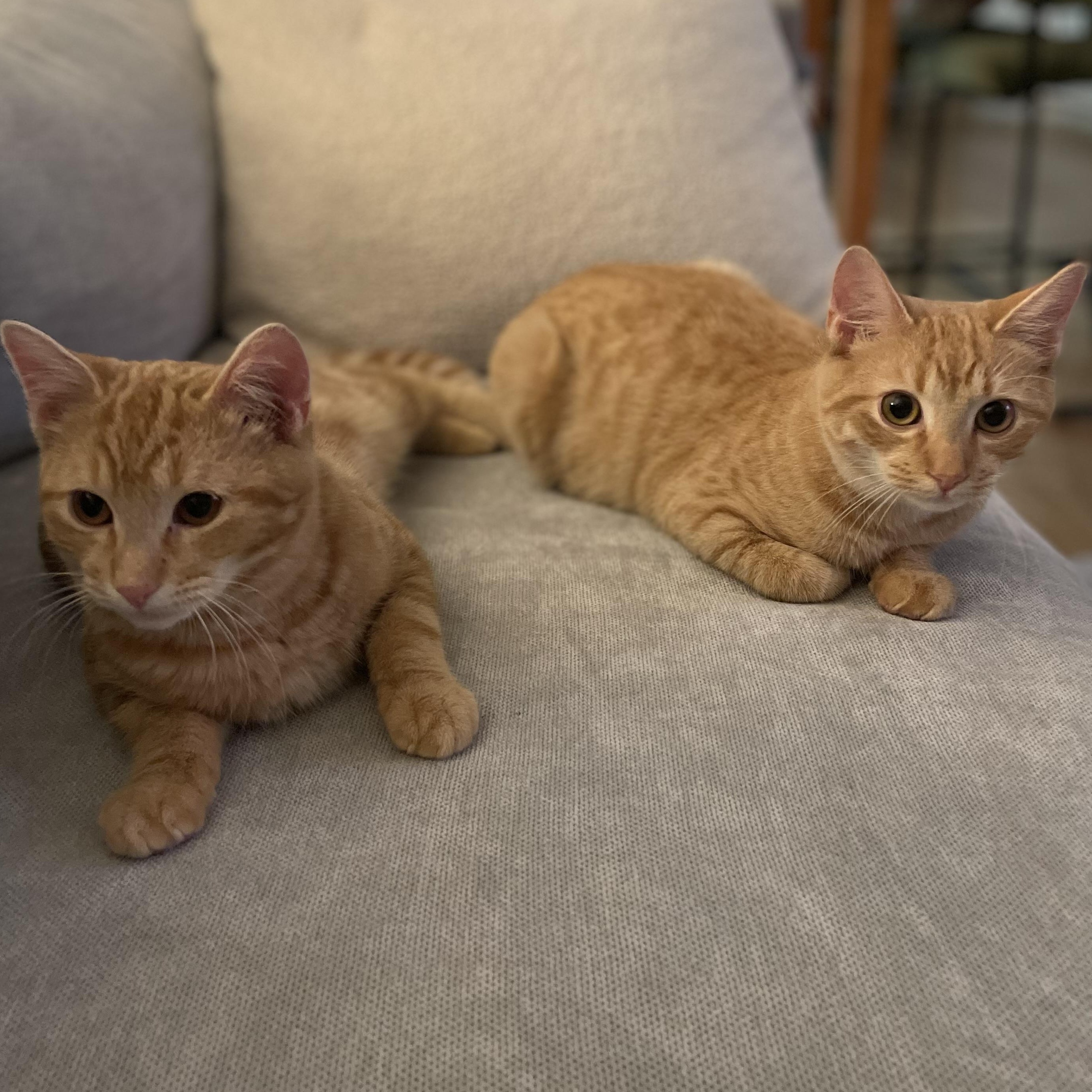 Enlarge Conman & Banksy, a Adoptable American Shorthair in Brooklyn, NY image 4/5