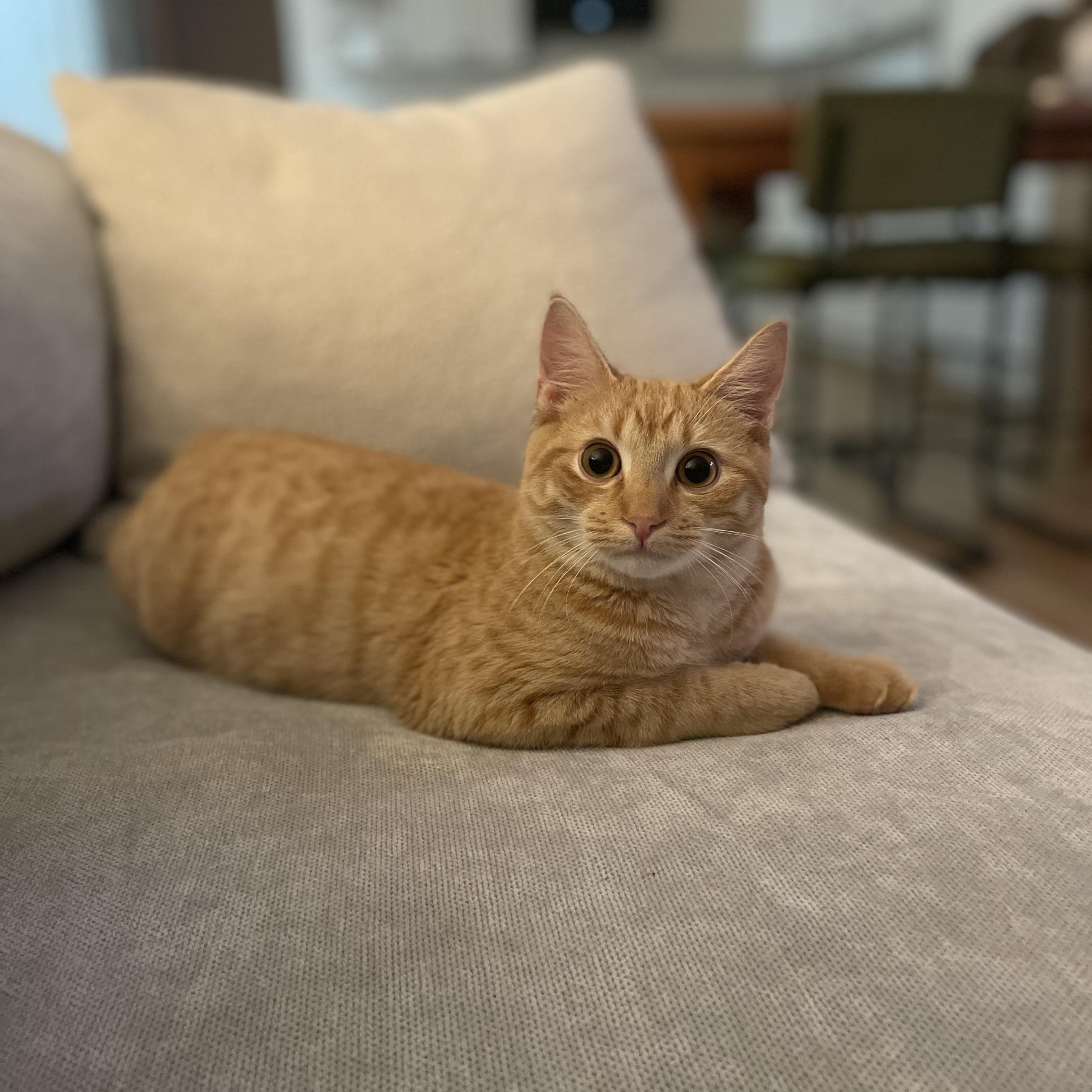 Enlarge Conman & Banksy, a Adoptable American Shorthair in Brooklyn, NY image 5/5