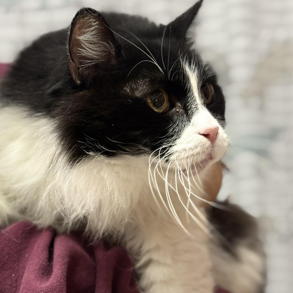 Winston, Adoptable, Senior Male Domestic Long Hair.