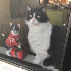 Winston, a Adoptable Domestic Long Hair in Fresno, CA image 2/6