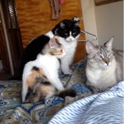 Winston, a Adoptable Domestic Long Hair in Fresno, CA image 3/6