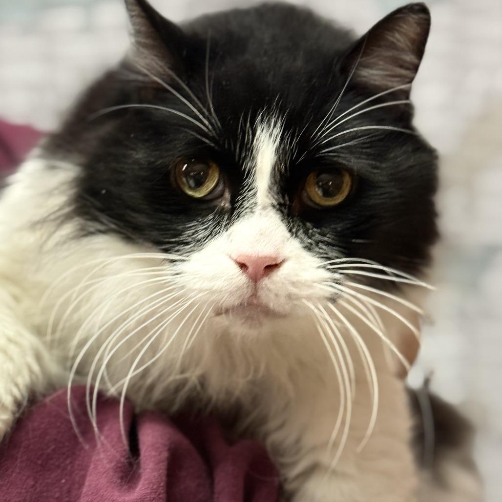 Winston, a Adoptable Domestic Long Hair in Fresno, CA image 4/6