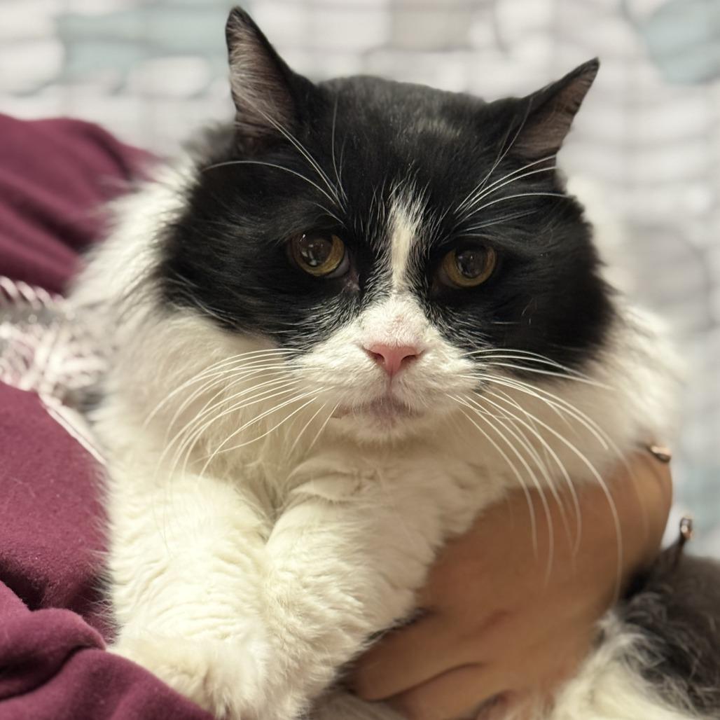 Winston, a Adoptable Domestic Long Hair in Fresno, CA image 5/6