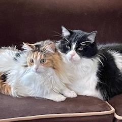 Winston, a Adoptable Domestic Long Hair in Fresno, CA image 6/6