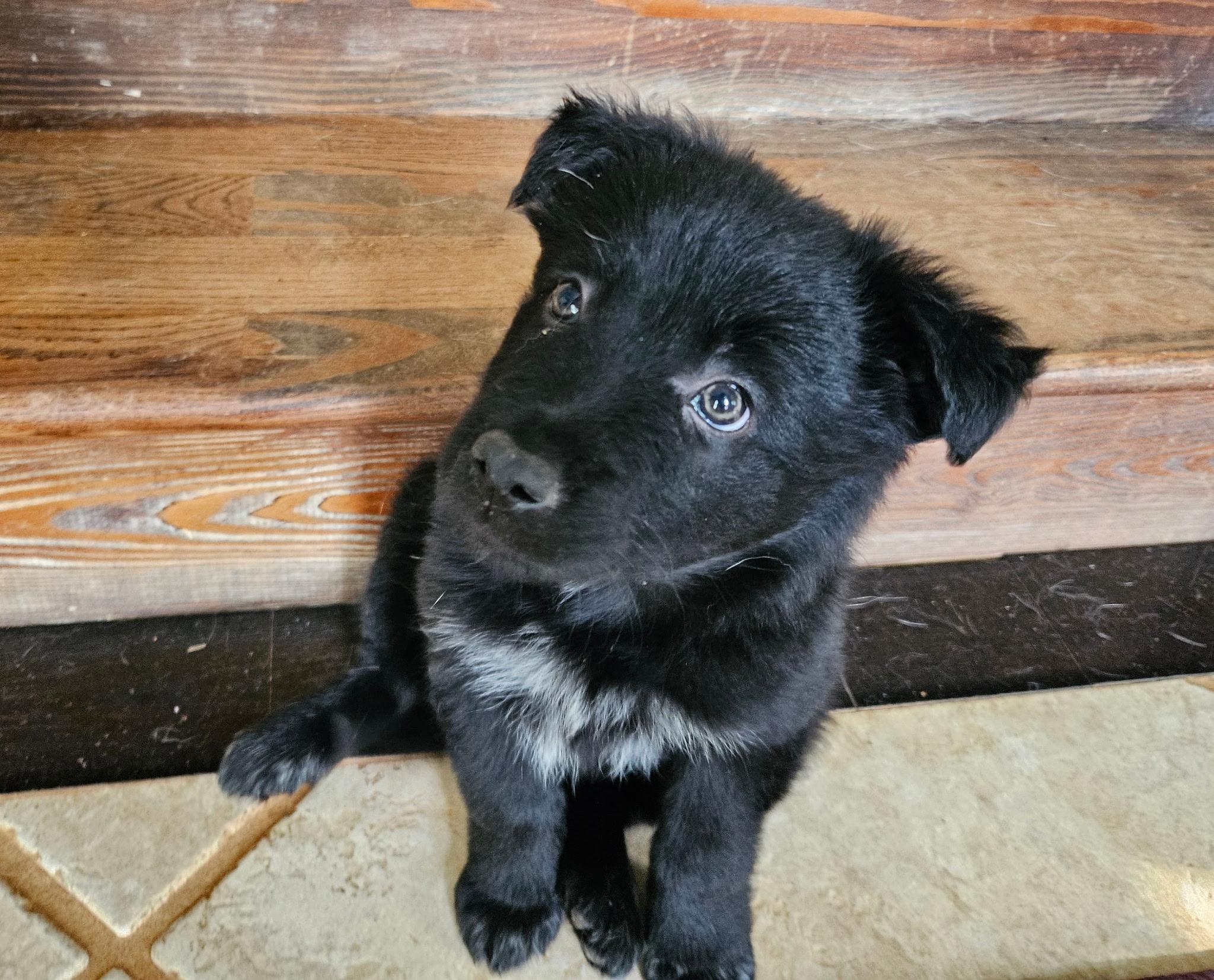Sparkles, adopted, Puppy Female German Shepherd Dog & Great Pyrenees.