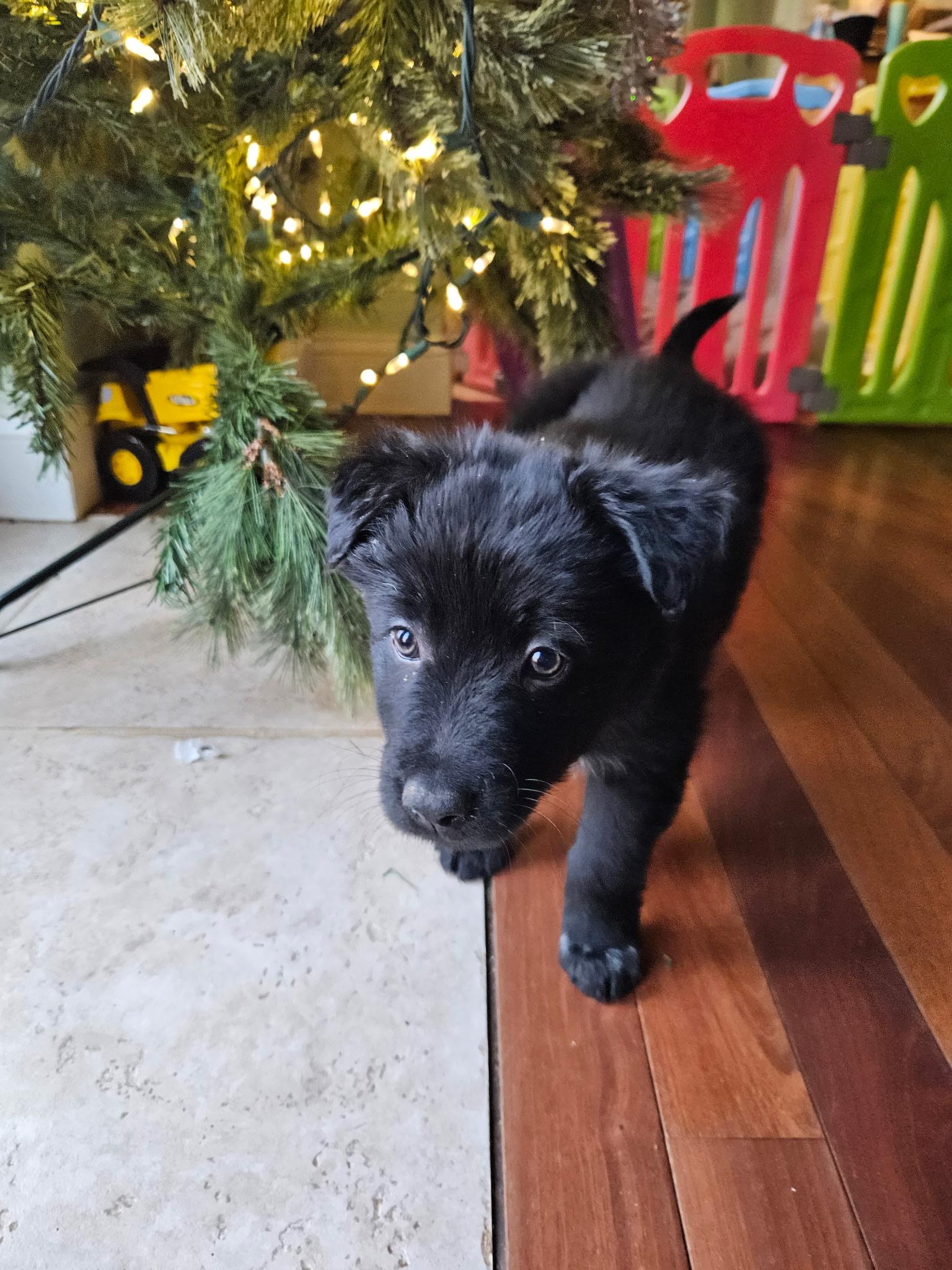 Enlarge Sparkles, an adopted mixed breed in Concord, NC image 3/3