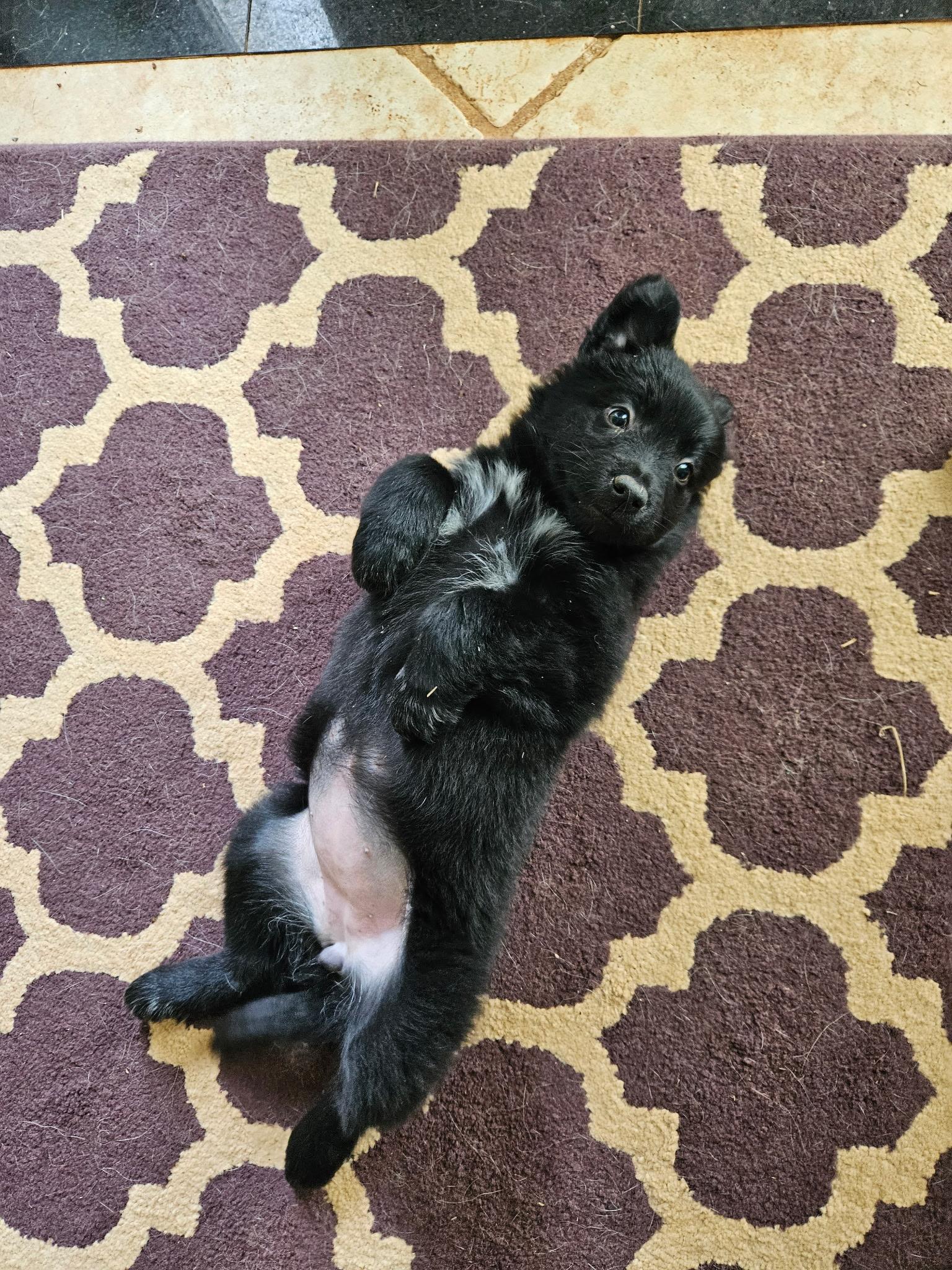 Enlarge Sparkles, an adopted mixed breed in Concord, NC image 2/3