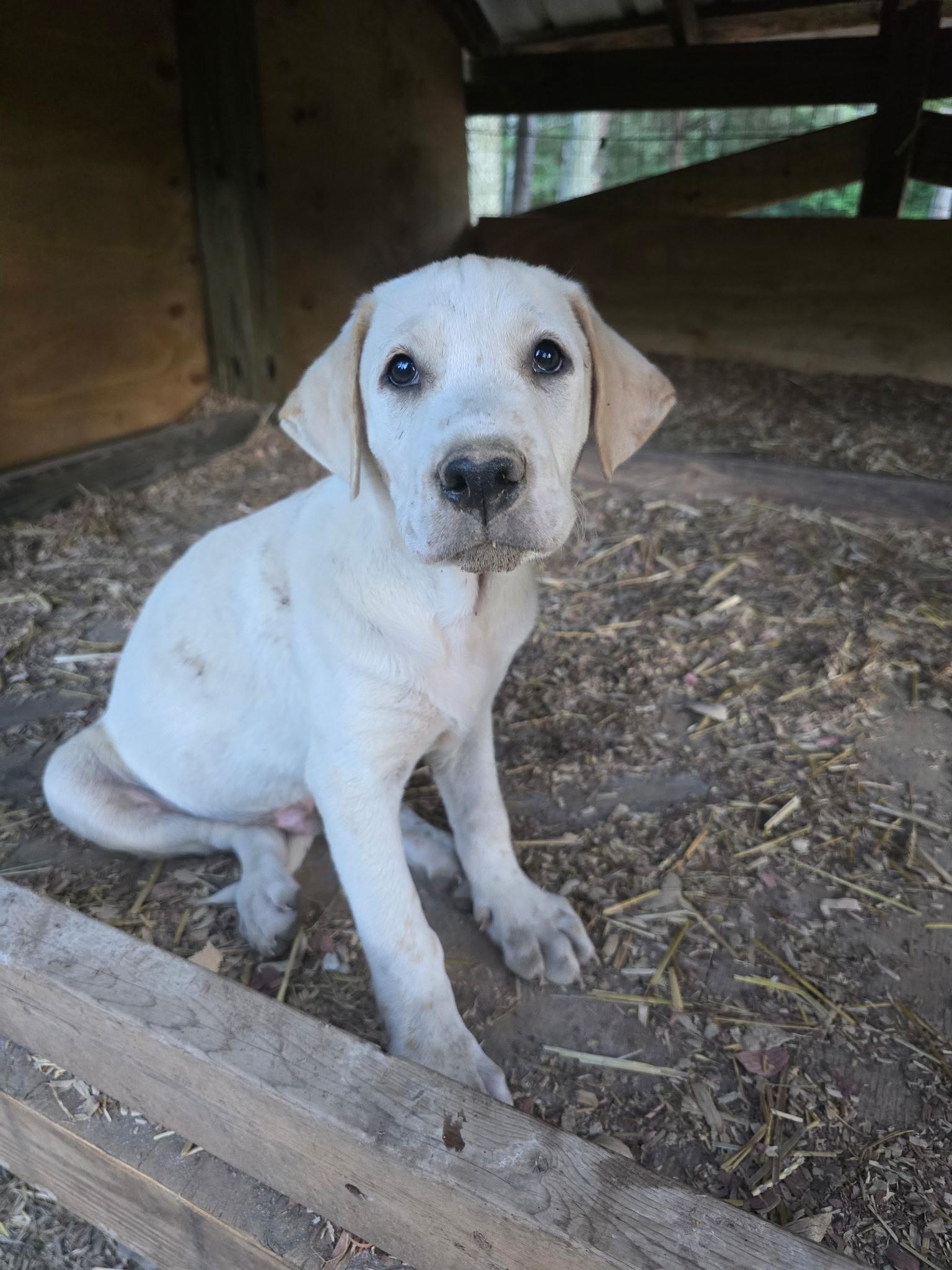 Enlarge Prince, a ADOPTABLE mixed breed in Kannapolis, NC image 3/4