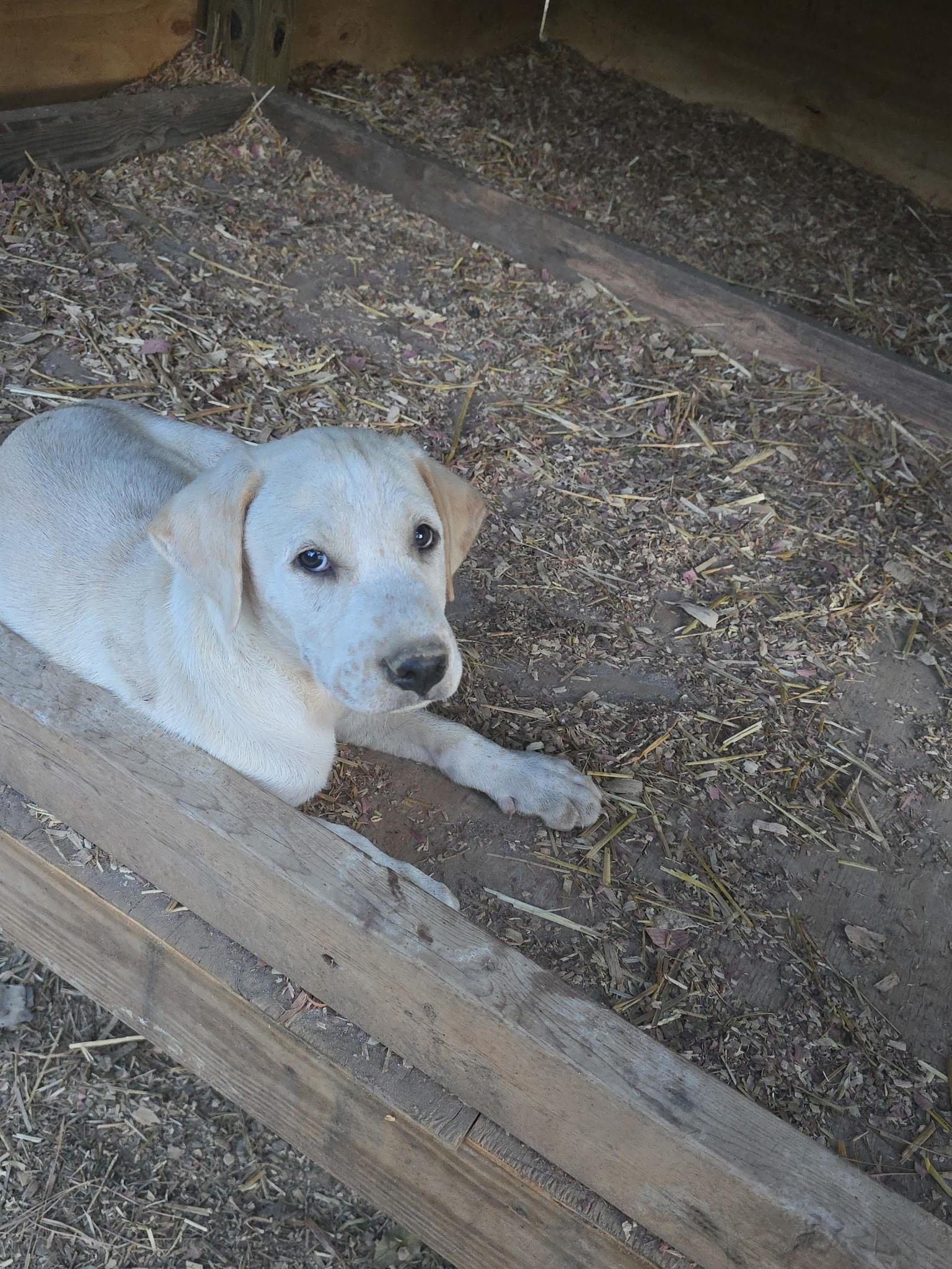 Enlarge Prince, a ADOPTABLE mixed breed in Kannapolis, NC image 4/4