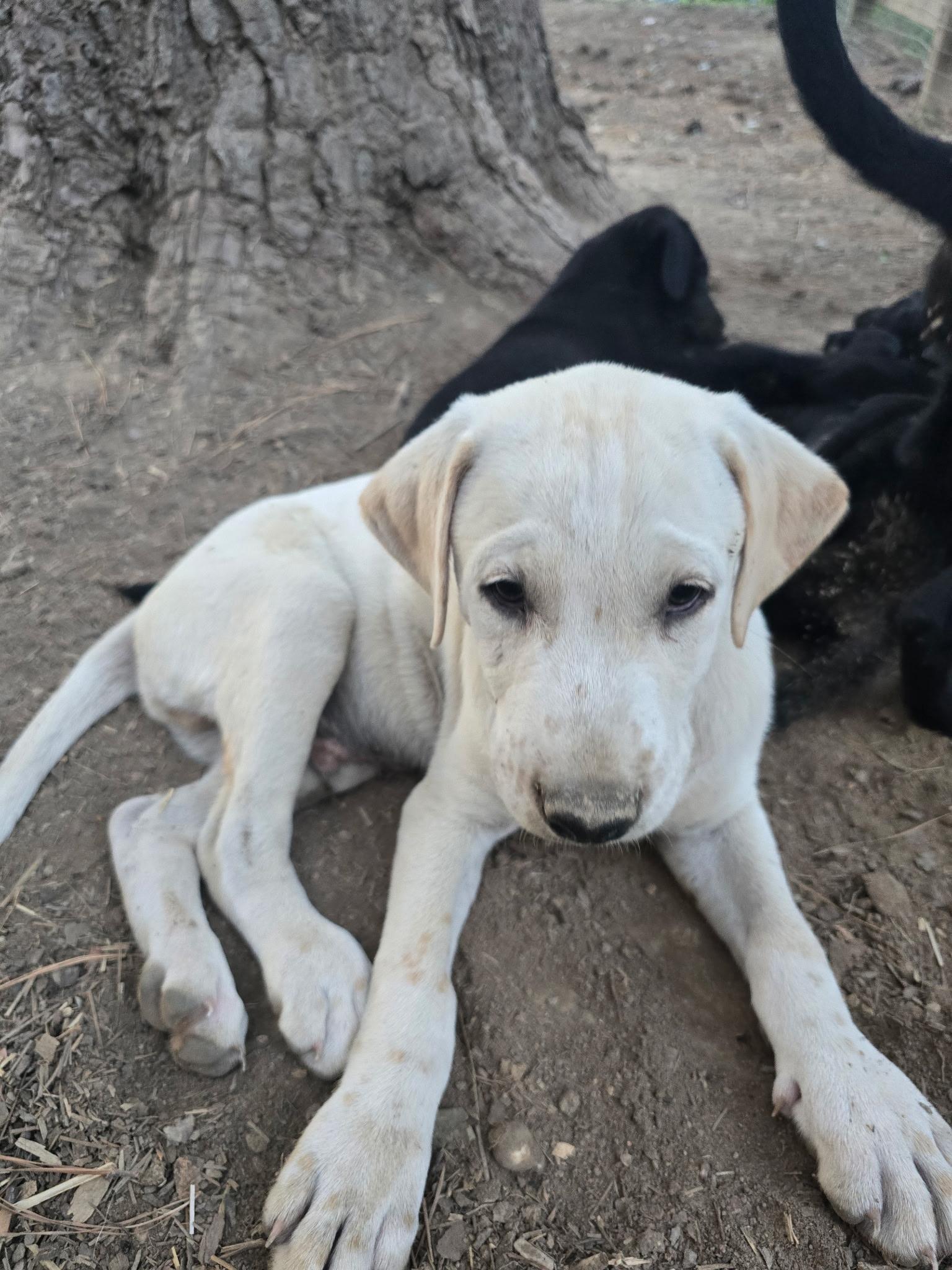 Prince, ADOPTABLE, Puppy Male Labrador Retriever.