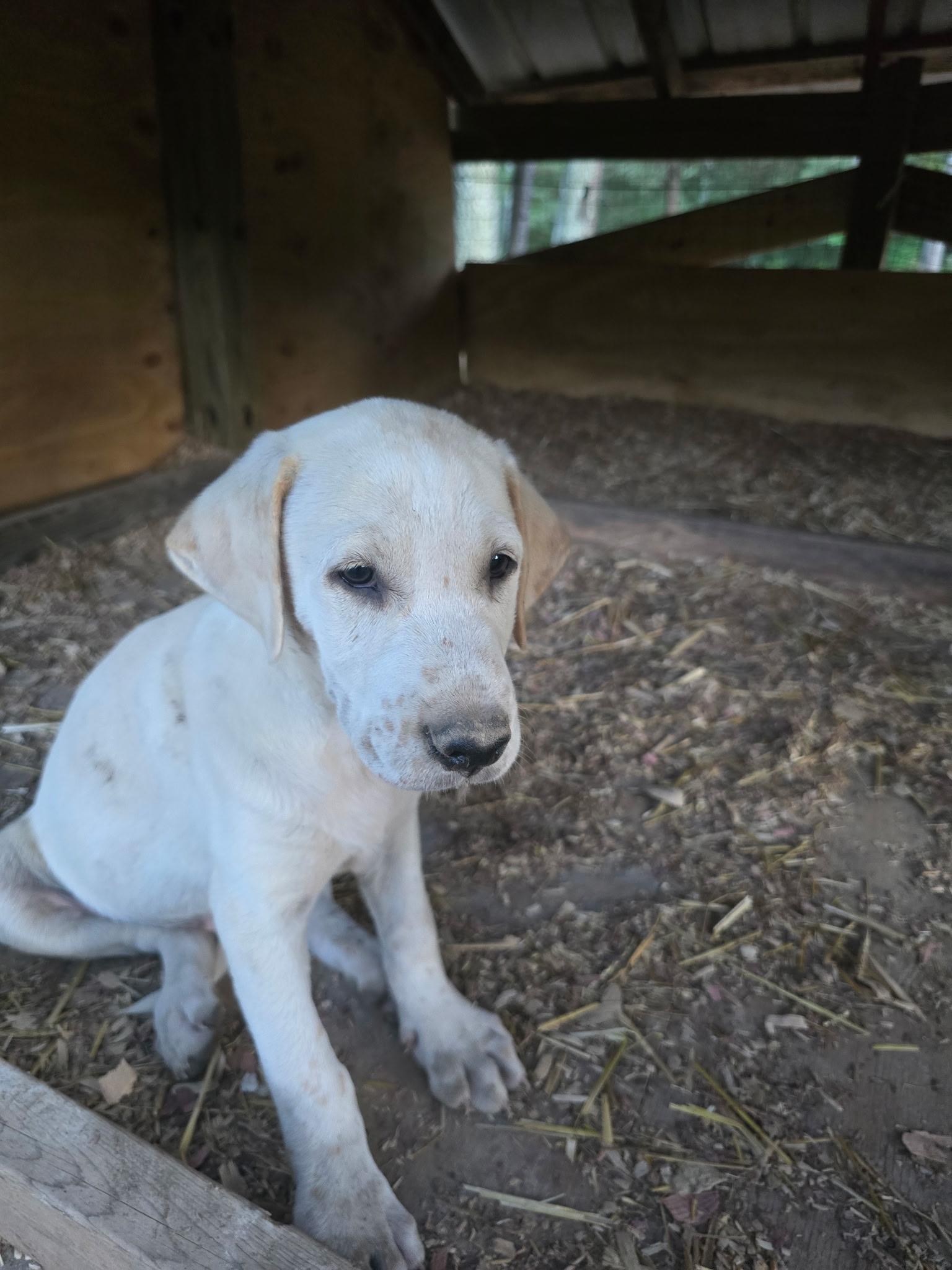 Enlarge Prince, a ADOPTABLE mixed breed in Kannapolis, NC image 2/4