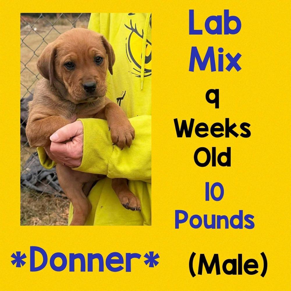 Enlarge Donner, a Adopted mixed breed in Amherst, NY image 1/1