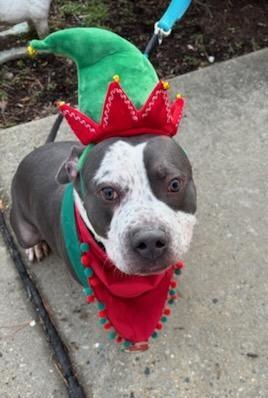 FRECKLES (cc#7098), a Adoptable mixed breed in West Orange, NJ image 1/4