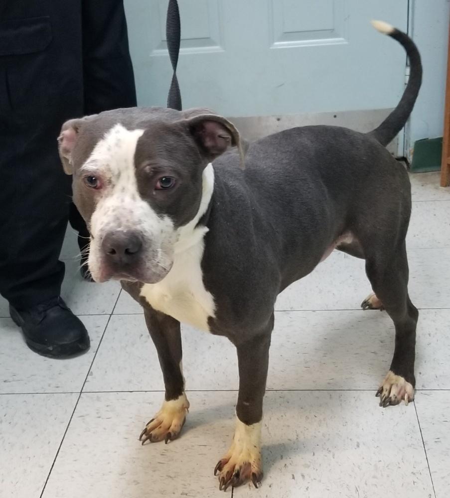 FRECKLES (cc#7098), a Adoptable mixed breed in West Orange, NJ image 1/2