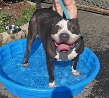 FRECKLES (cc#7098), Adoptable, Adult Male Pit Bull Terrier.