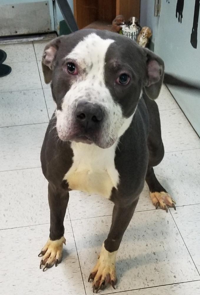 FRECKLES (cc#7098), a Adoptable mixed breed in West Orange, NJ image 2/2