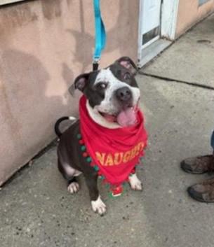 FRECKLES (cc#7098), Adoptable, Adult Male Pit Bull Terrier.