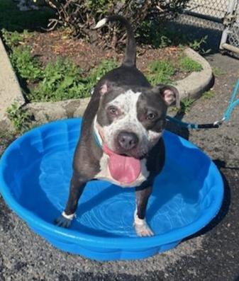 Enlarge FRECKLES (cc#7098), a Adoptable mixed breed in West Orange, NJ image 2/5