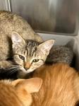 Fancy, Adoptable, Kitten Female Domestic Short Hair.