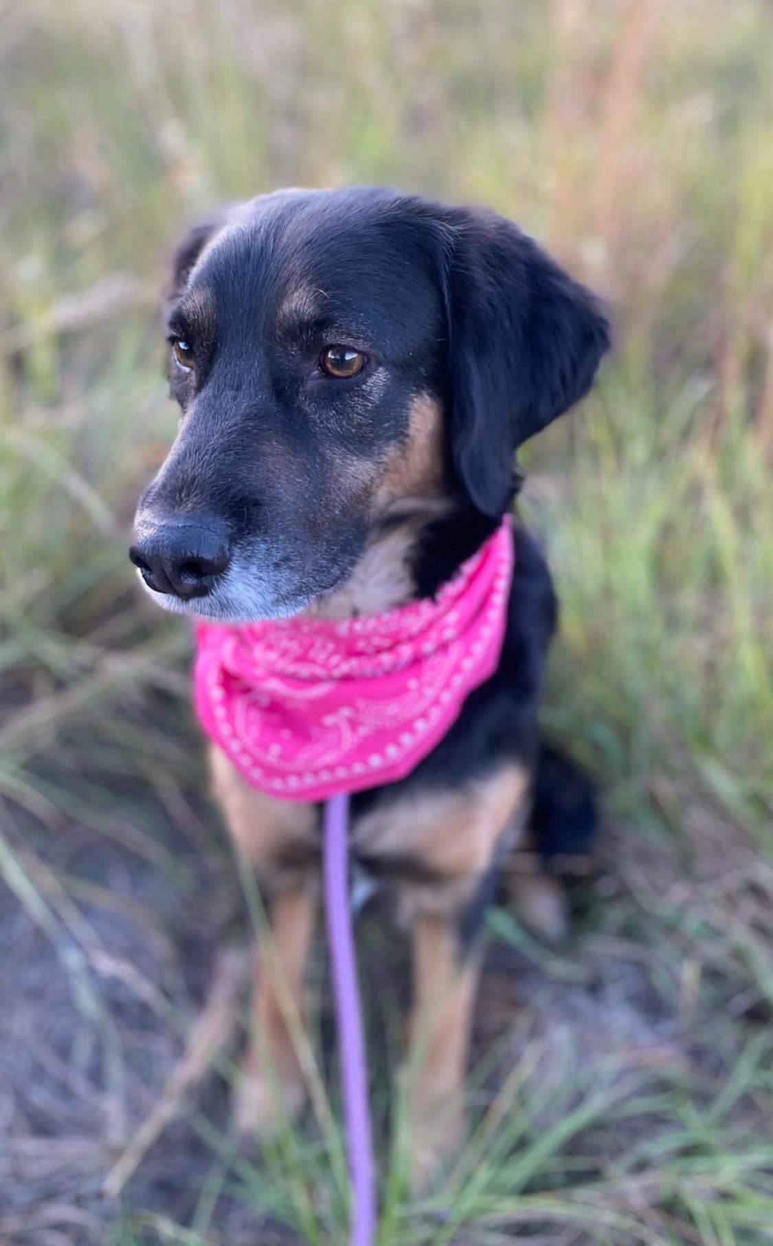 Dog for adoption Lulu, a FlatCoated Retriever Mix in clinton, NJ