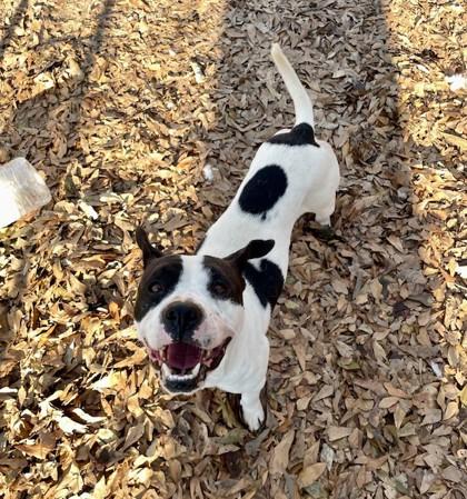 Enlarge Dale, a Adoptable Mixed Breed in Spartanburg, SC image 1/3