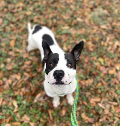 Enlarge Dale, a Adoptable Mixed Breed in Spartanburg, SC image 2/3