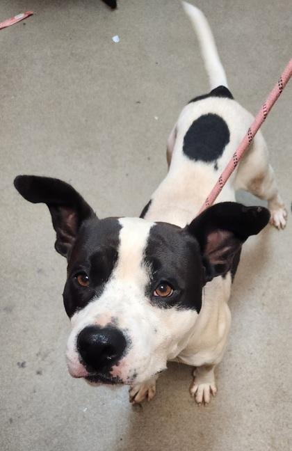 Enlarge Dale, a Adoptable Mixed Breed in Spartanburg, SC image 3/3