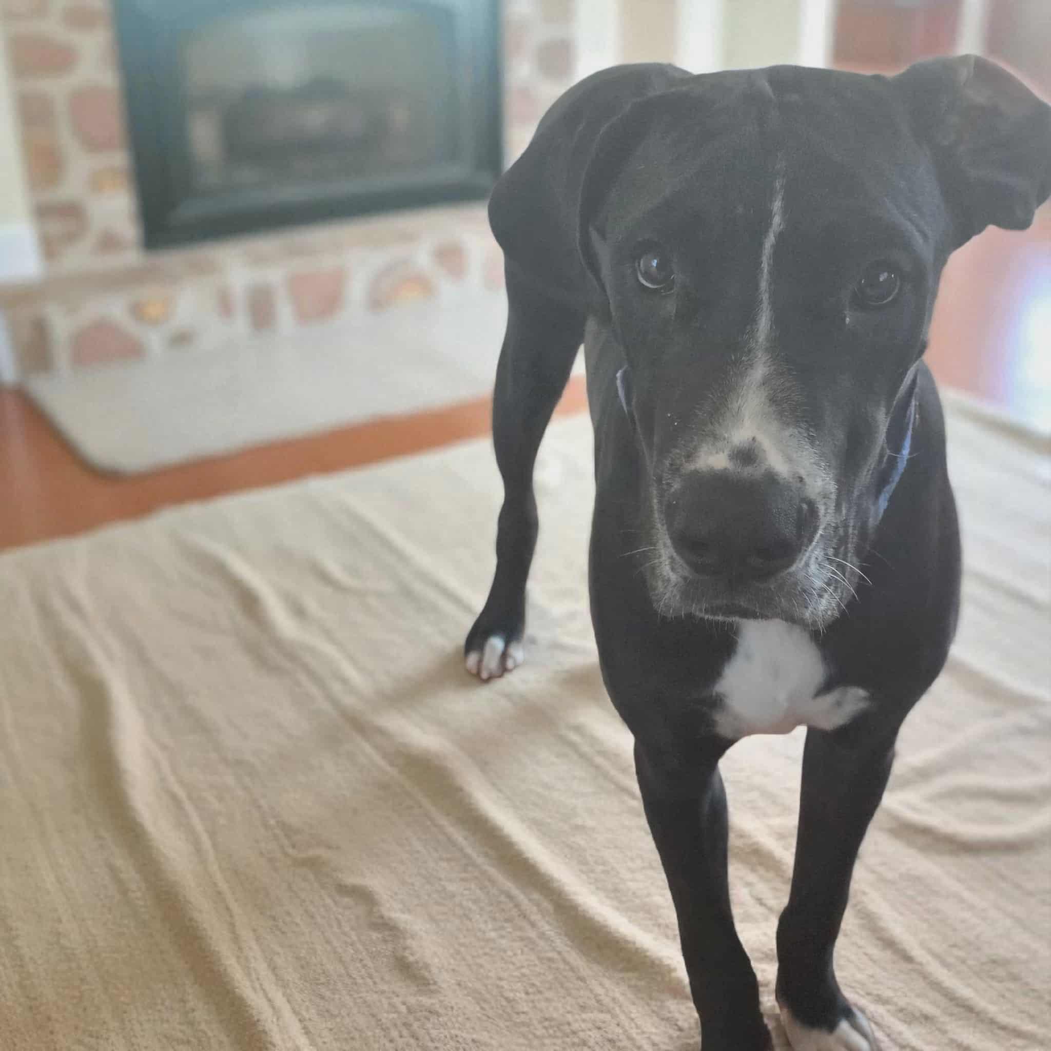 Murphy, a Adopted Great Dane in Tucson, AZ image 2/5