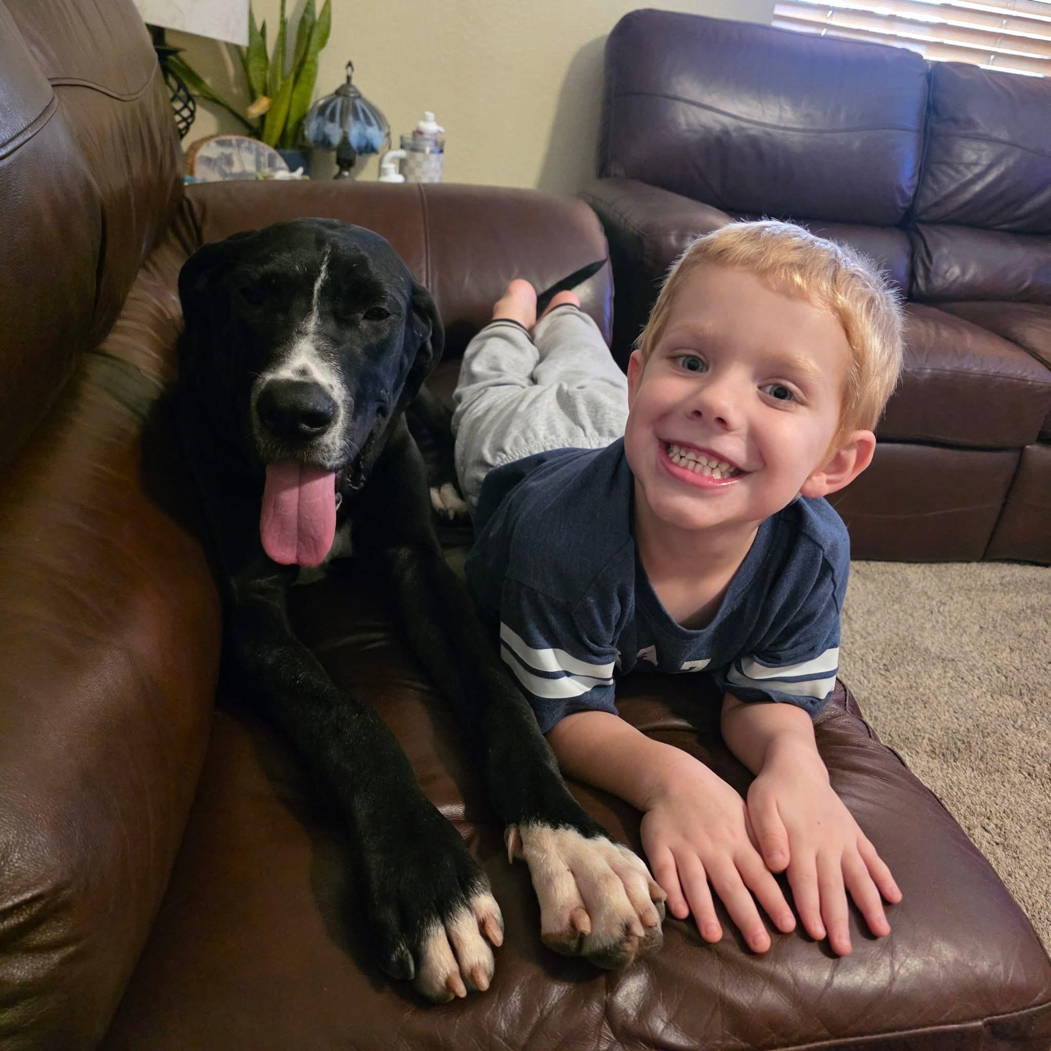 Murphy, a Adopted Great Dane in Tucson, AZ image 4/5