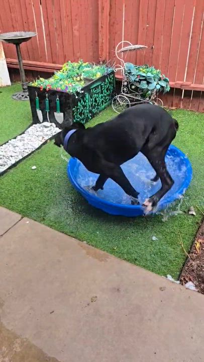 Enlarge Murphy, a Adopted Great Dane in Tucson, AZ video 5/5