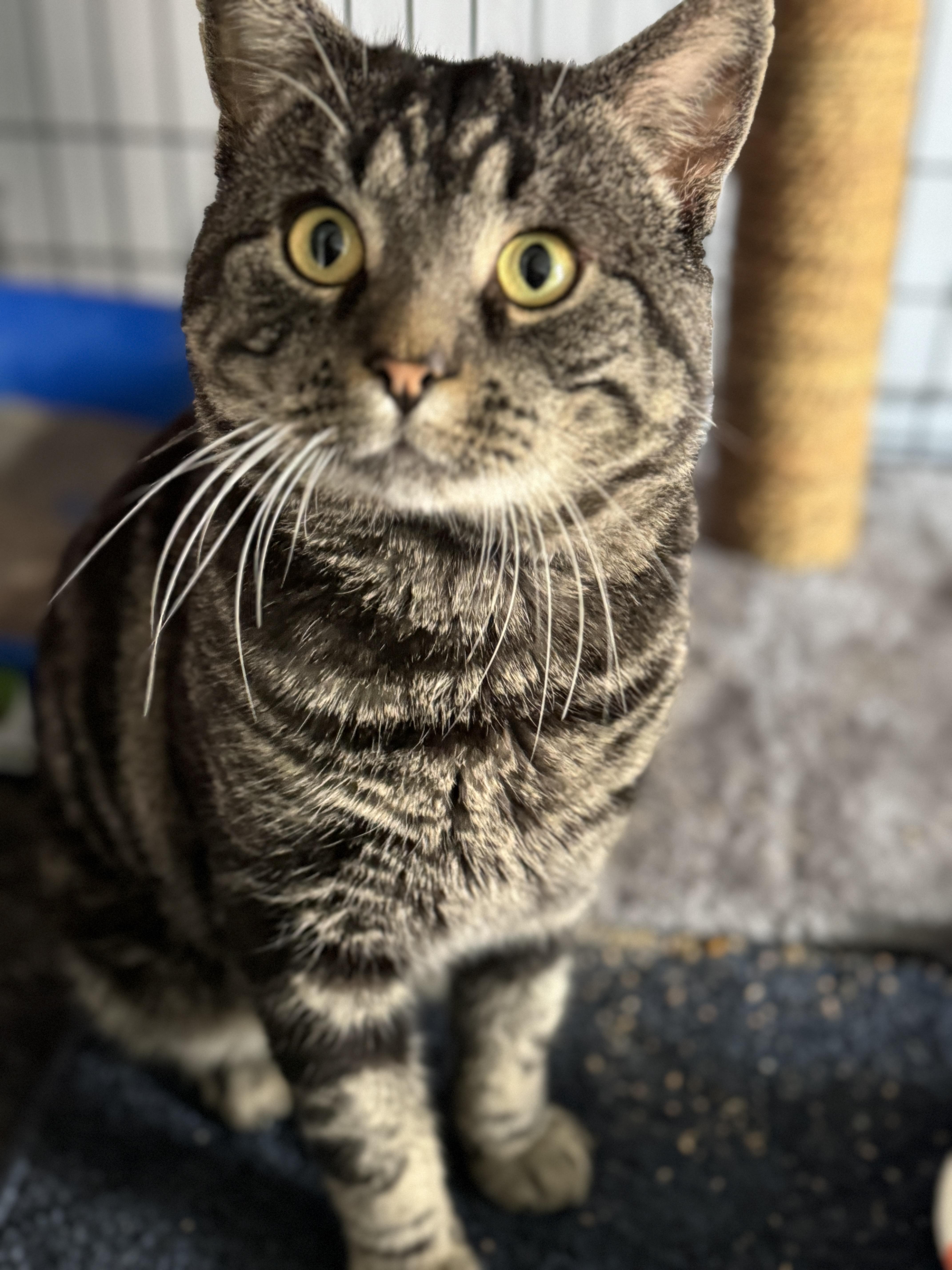 Bruce Wayne, Adopted, Adult Male American Shorthair.