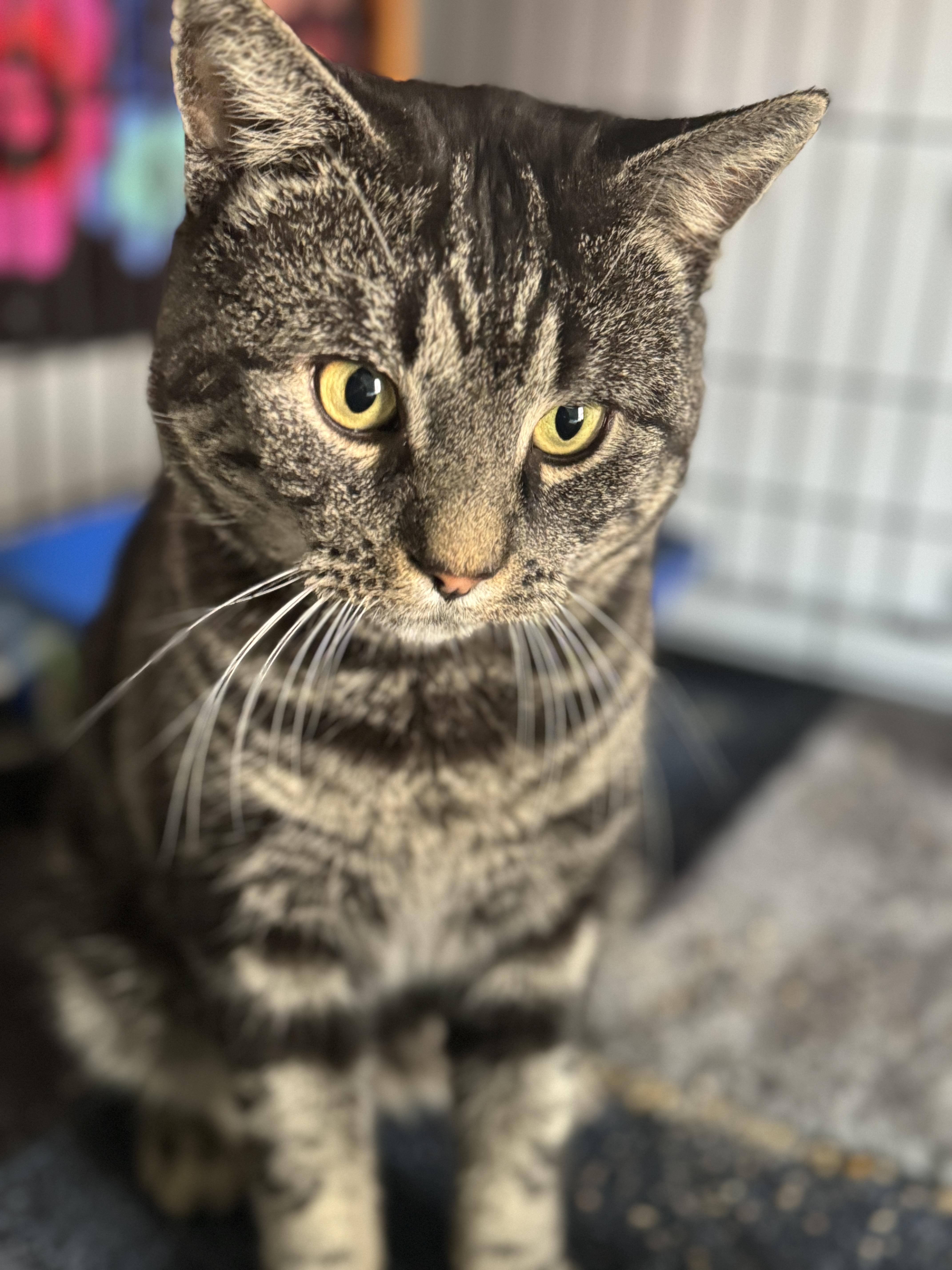 Bruce Wayne, a Adopted American Shorthair in Galloway, NJ image 2/5