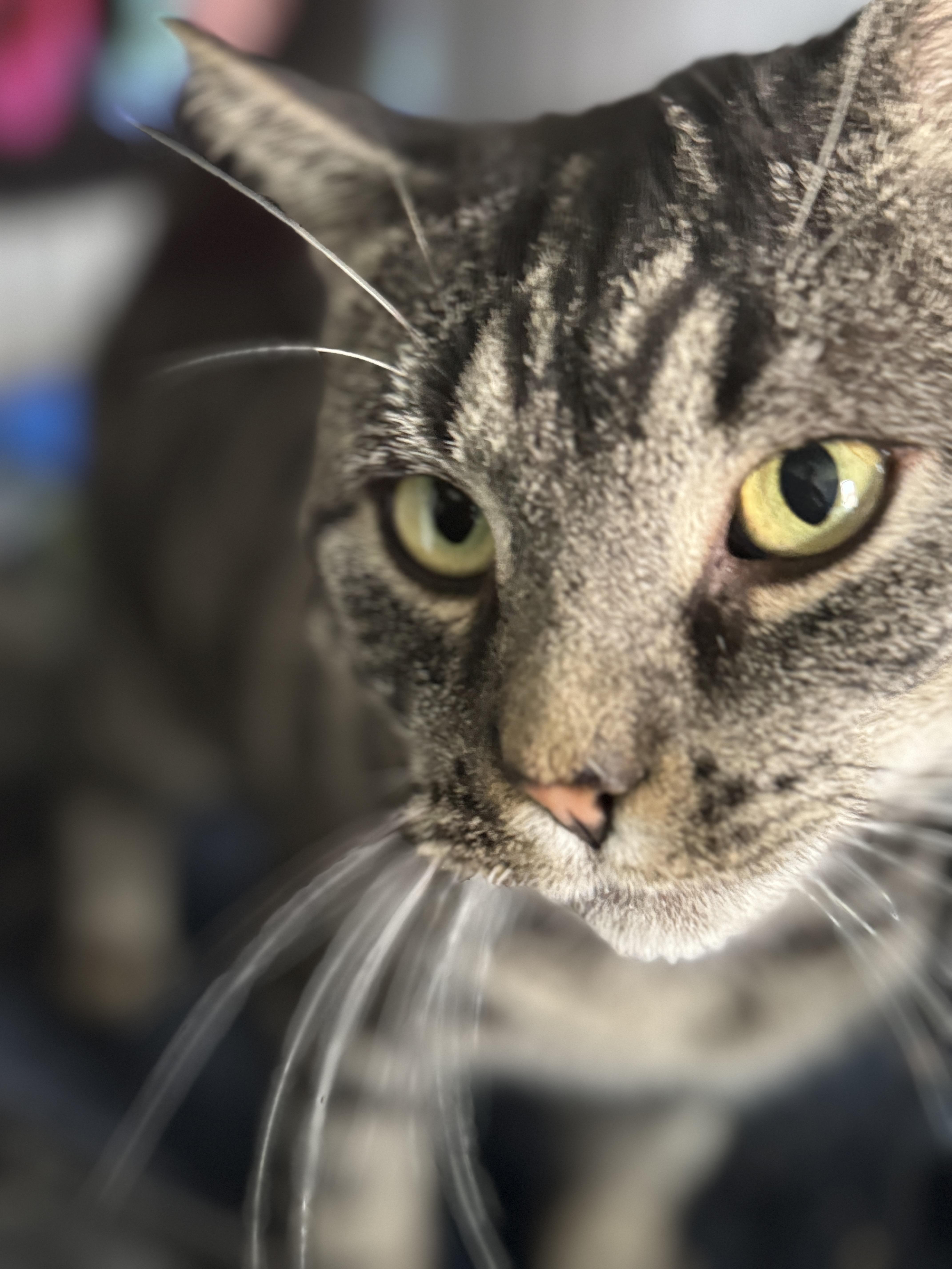 Bruce Wayne, a Adopted American Shorthair in Galloway, NJ image 3/5