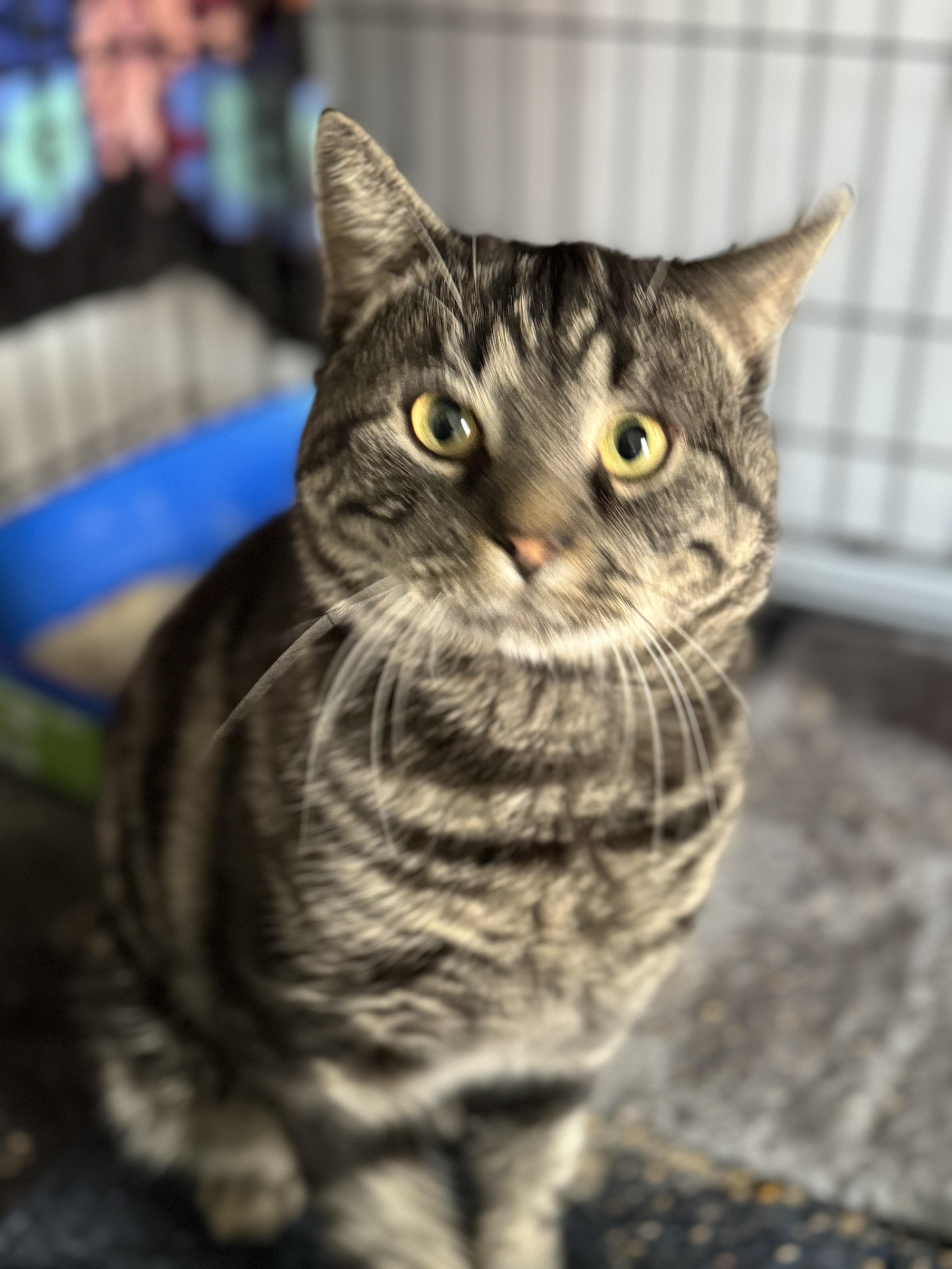 Bruce Wayne, a Adopted American Shorthair in Galloway, NJ image 4/5