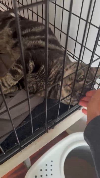 Enlarge Bruce Wayne, a Adopted American Shorthair in Galloway, NJ video 5/5