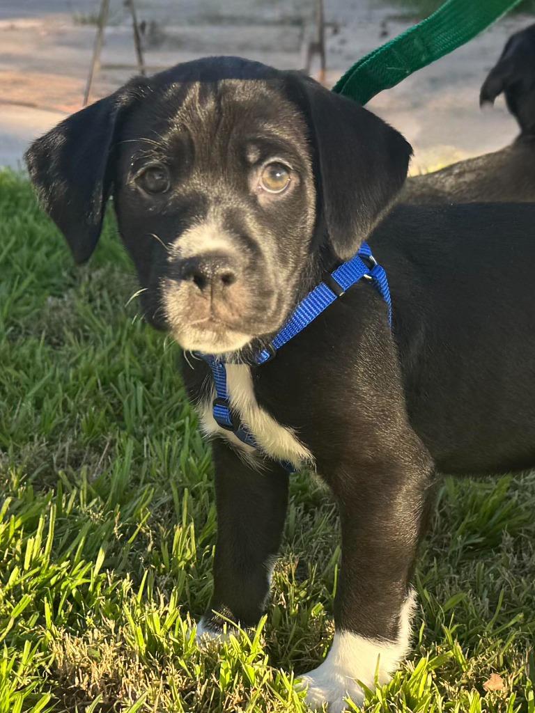 Rudolph, Adoptable, Puppy Male Cocker Spaniel.