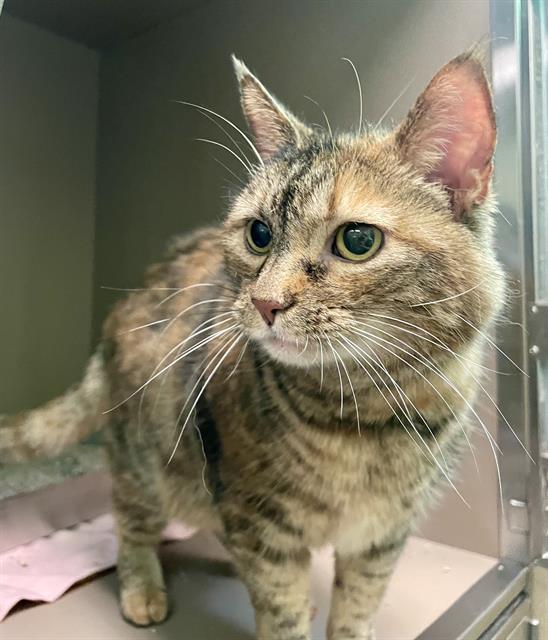 AVA MAE, Adoptable, Adult Female Domestic Medium Hair.