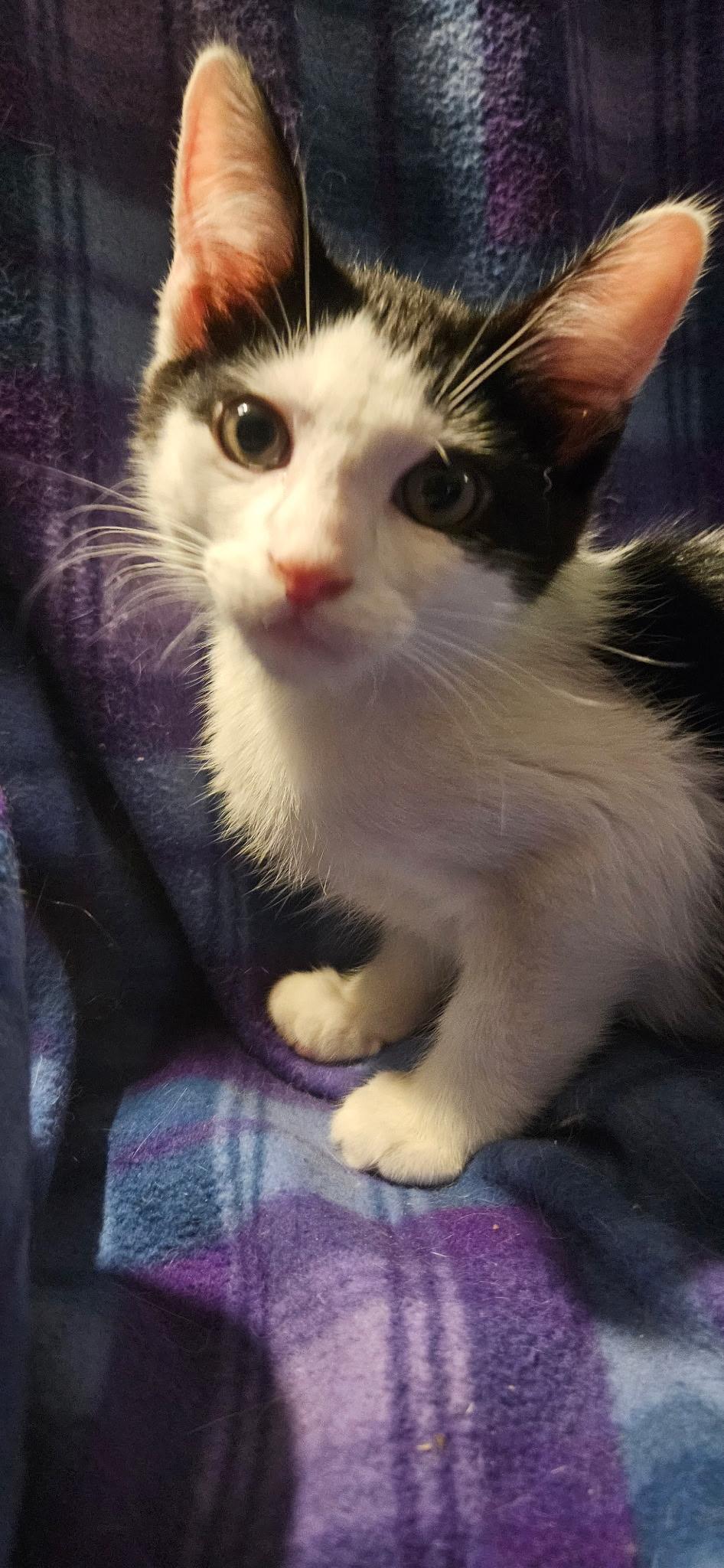 Enlarge Aaron, a Adoptable Domestic Short Hair in Kirklin, IN image 1/2