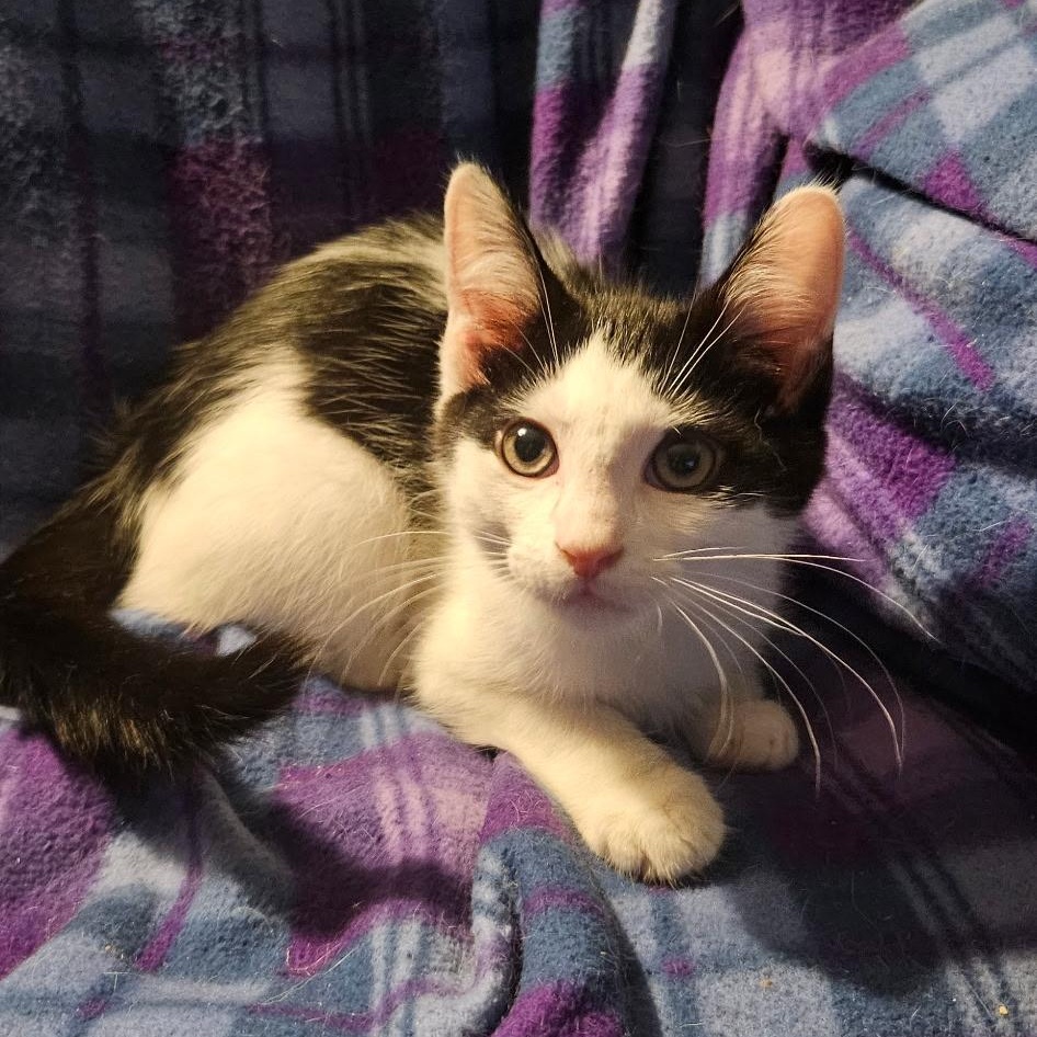 Enlarge Aaron, a Adoptable Domestic Short Hair in Kirklin, IN image 2/2