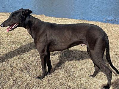 Matty (aka Unleash the Rage), a ADOPTABLE Greyhound in Dallas, TX image 1/2