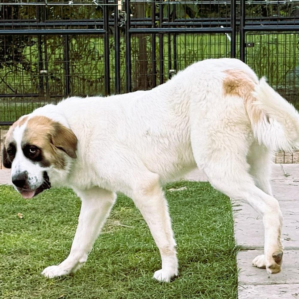 Enlarge TEXAS, HOUSTON; "POLLY", a Adopted mixed breed in Houston, TX image 5/6