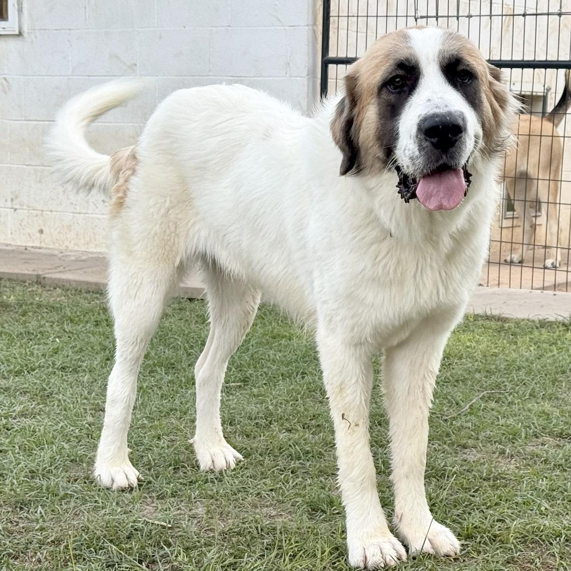 TEXAS, HOUSTON; "POLLY", Adopted, Young Female Great Pyrenees & Anatolian Shepherd.