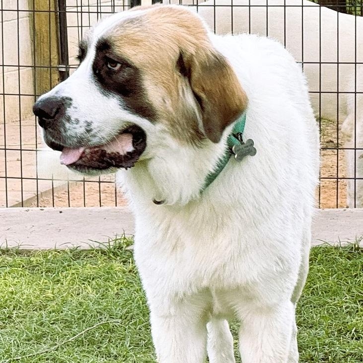 Enlarge TEXAS, HOUSTON; "POLLY", a Adopted mixed breed in Houston, TX image 3/6