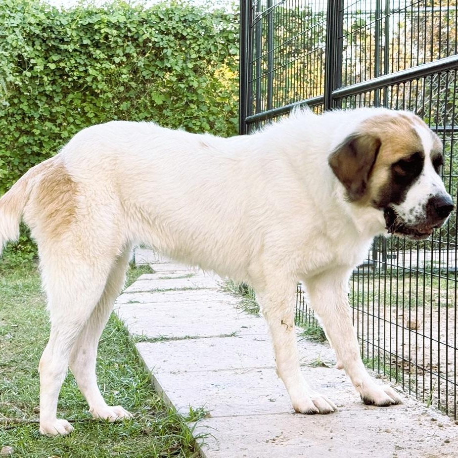 Enlarge TEXAS, HOUSTON; "POLLY", a Adopted mixed breed in Houston, TX image 2/6